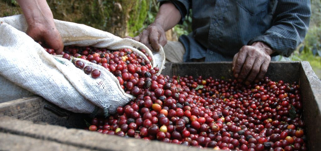 A World Without Coffee: The Story Behind a Possible Impending Coffee Crisis